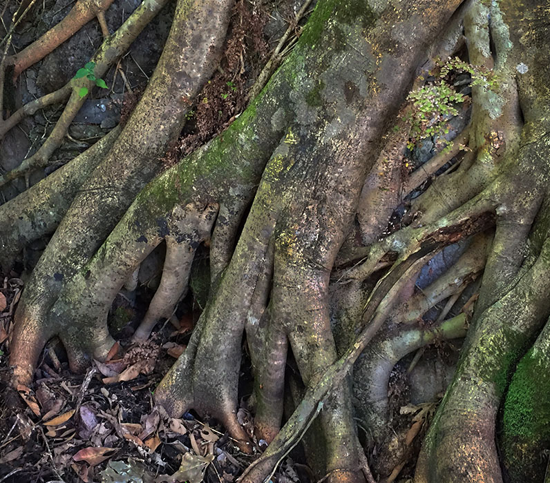 /product//rubber-tree-roots-3-isla-cuale-puerto-vallarta/